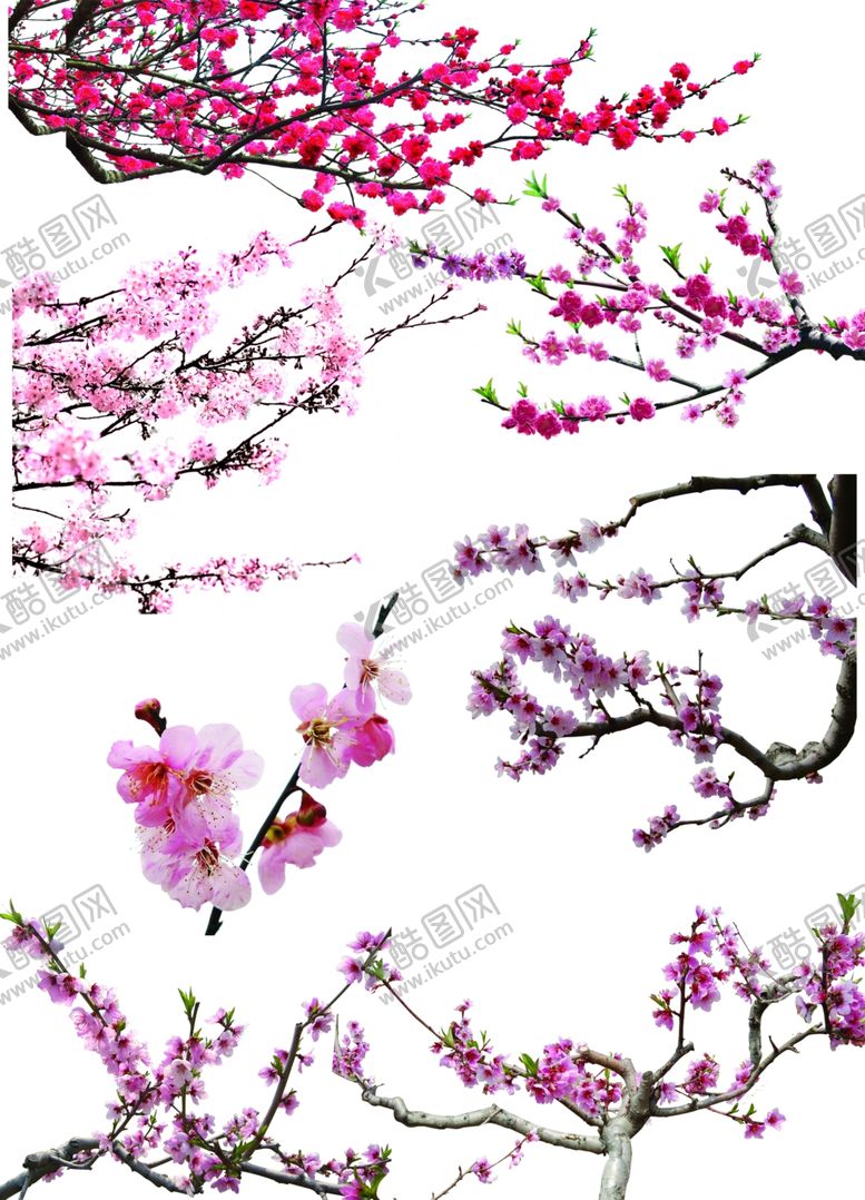 编号：80627510241435225746【酷图网】源文件下载-桃花