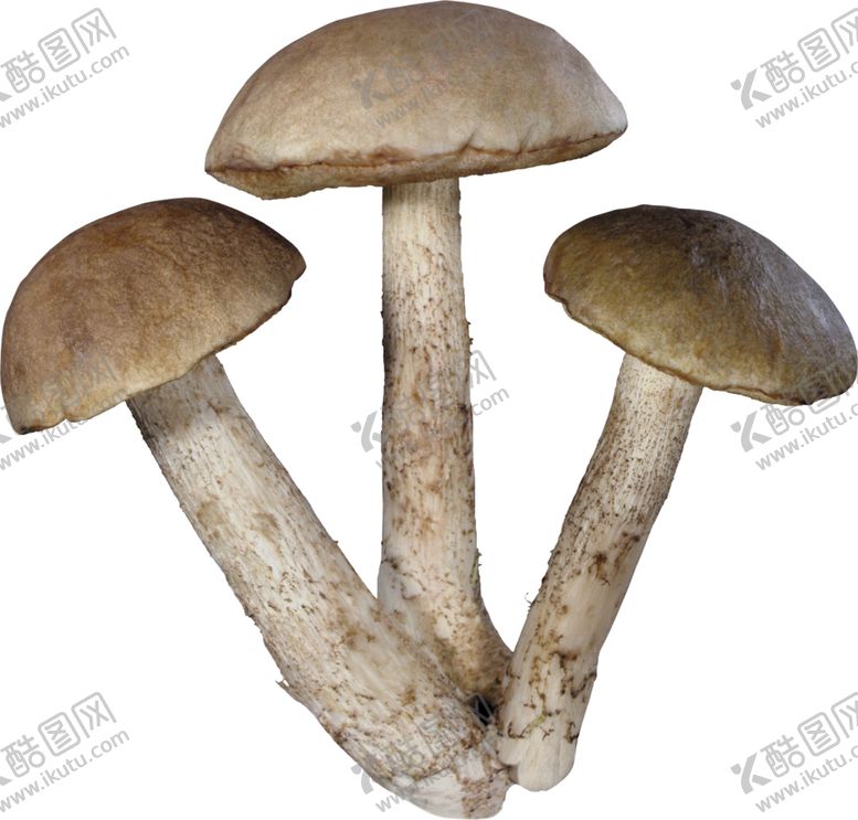 编号：60312405090107412924【酷图网】源文件下载-蘑菇素材