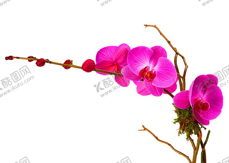 编号：11841909252324175632【酷图网】源文件下载-浪漫素材