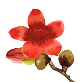 绽放木棉花花朵