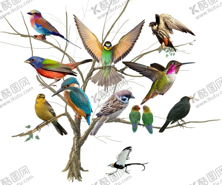 编号：17522509242311332491【酷图网】源文件下载-奇妙的鸟世界