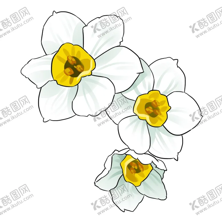 编号：15960206270311002721【酷图网】源文件下载-水仙花