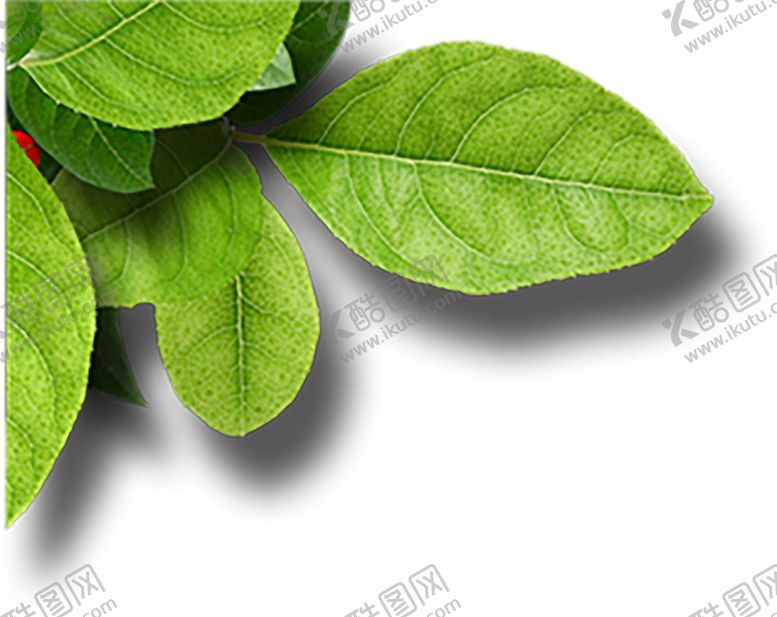 编号：95351410100523419842【酷图网】源文件下载-绿色植物