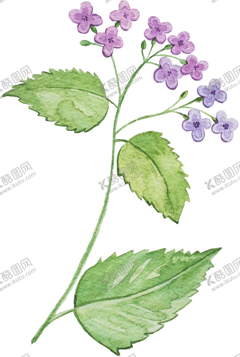 编号：10560810202043215387【酷图网】源文件下载-手绘植物