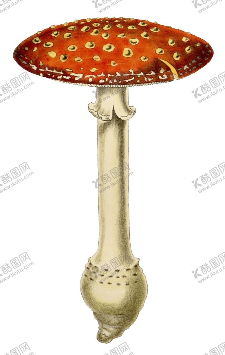 编号：32054106190512396764【酷图网】源文件下载-复古蘑菇植物图案