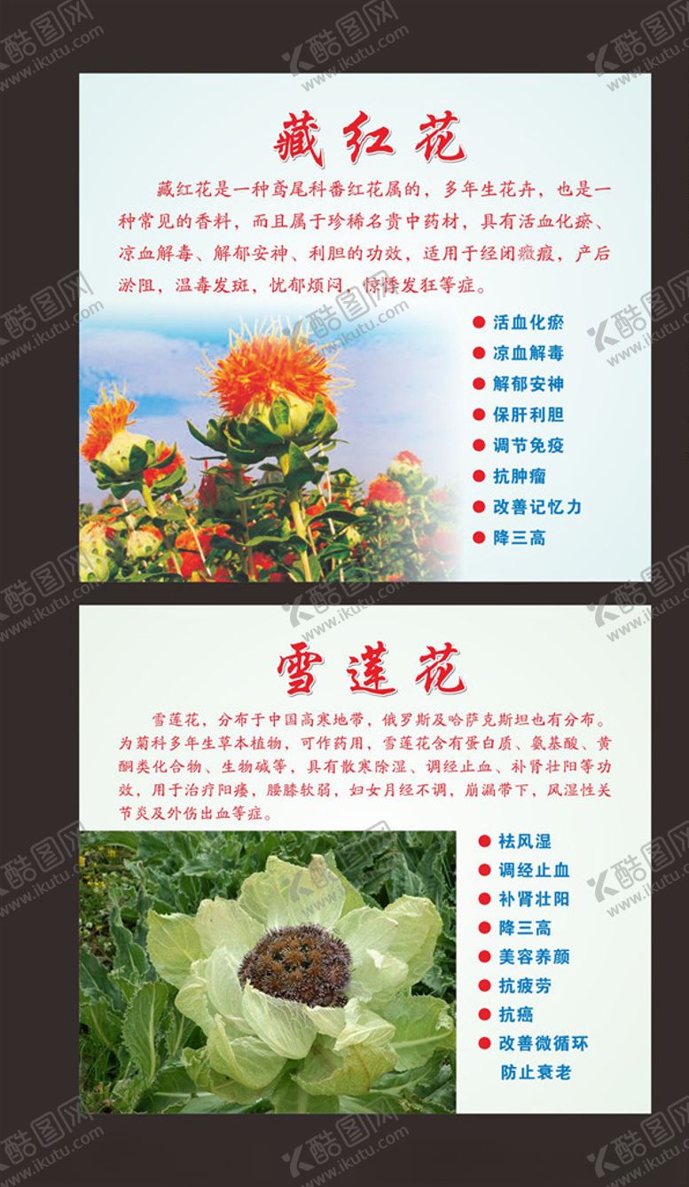 编号：40271705160308144882【酷图网】源文件下载-藏红花雪莲花
