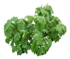 免扣花卉素材