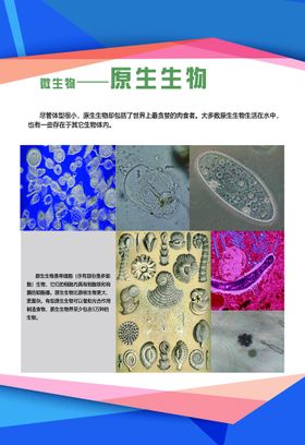 生物知识展板图片学校科学