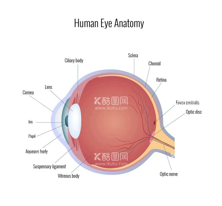 编号：97072211121509174860【酷图网】源文件下载-眼部解剖矢量图