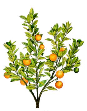 水果蔬菜荔枝挂图