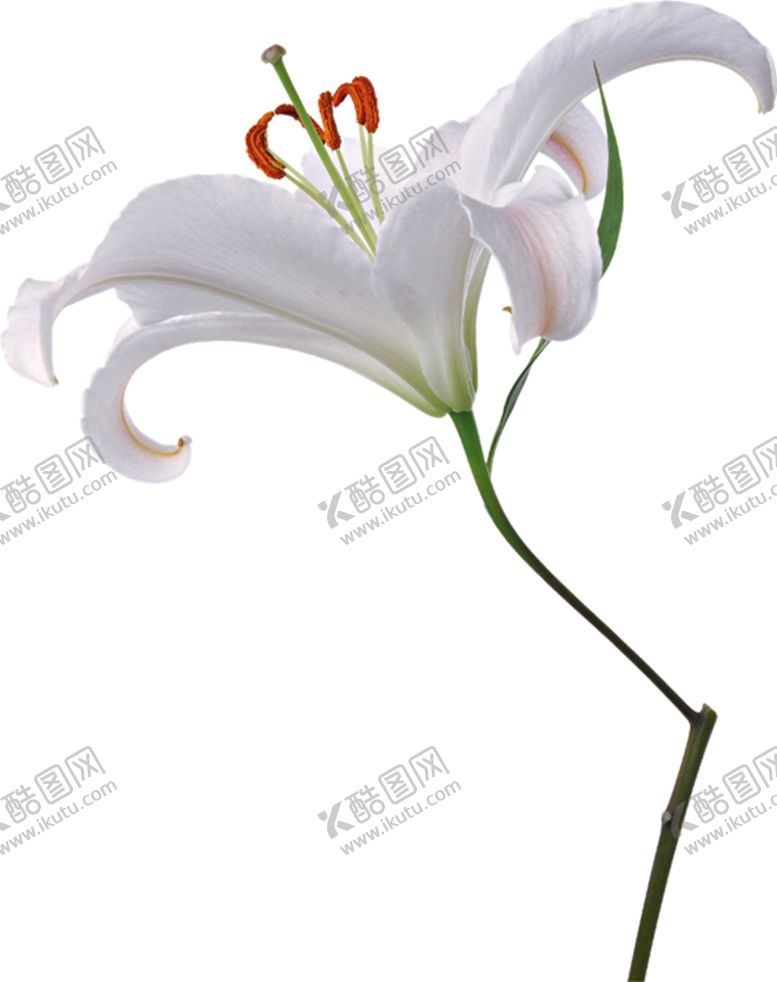 编号：96759010241742491288【酷图网】源文件下载-百合