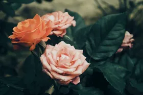 玫瑰情人节爱情花花花卉