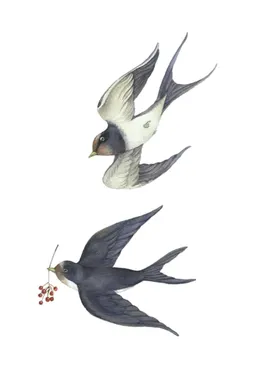 燕子素材