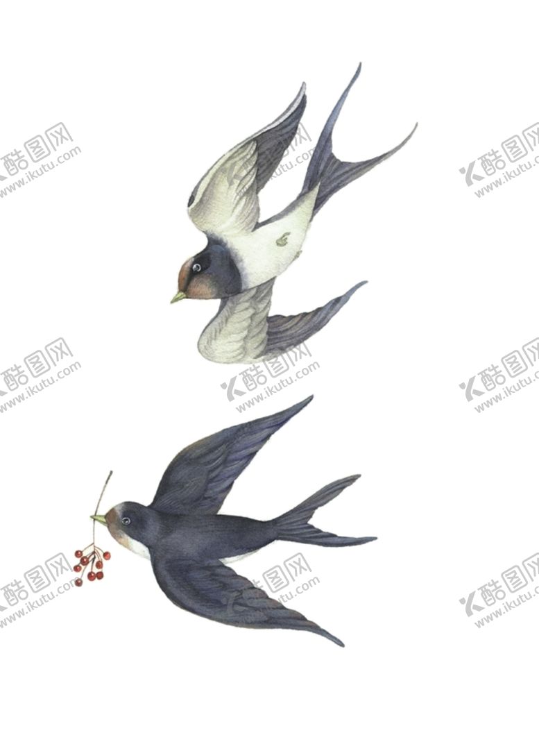 编号：37292810020442545659【酷图网】源文件下载-燕子素材