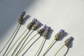 薰衣草