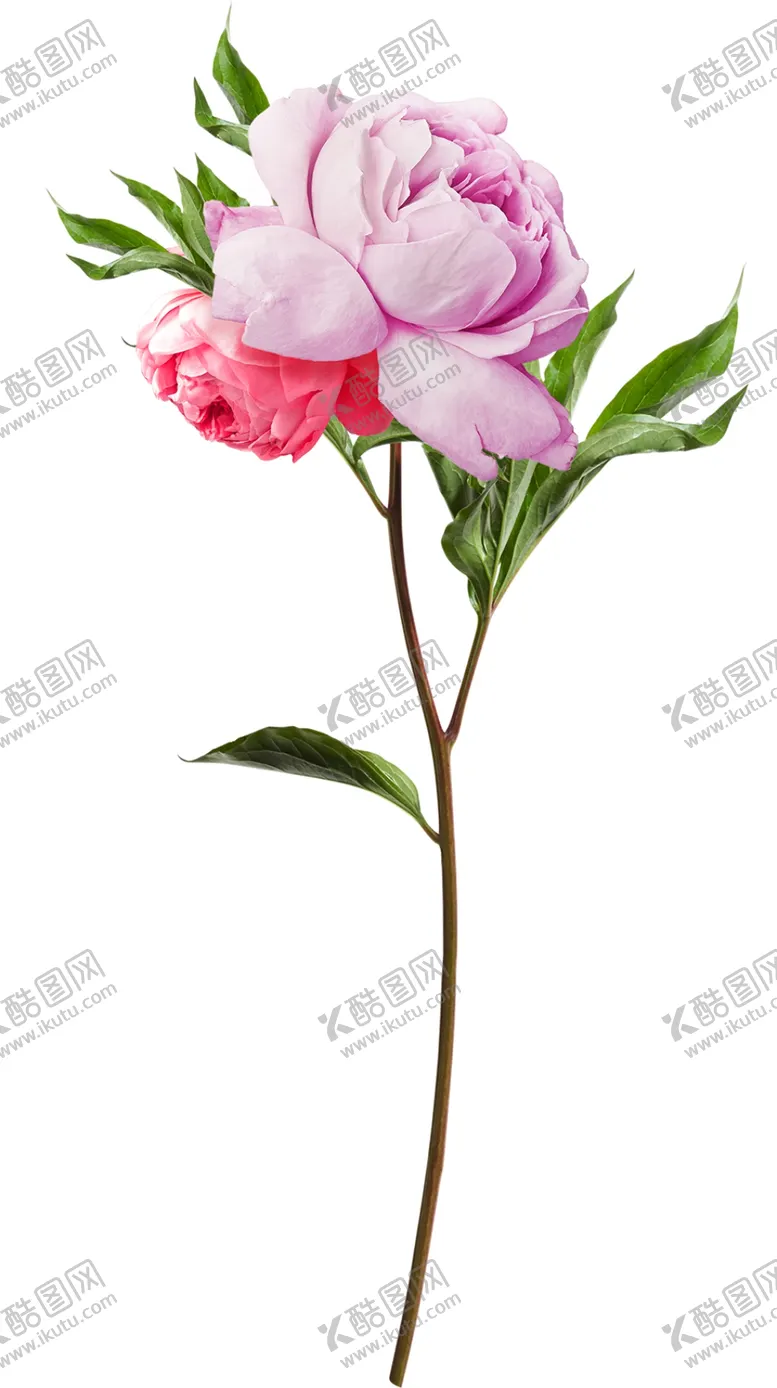编号：89978104010002319524【酷图网】源文件下载-鲜花