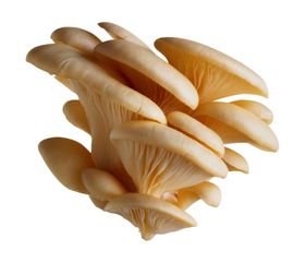 蘑菇