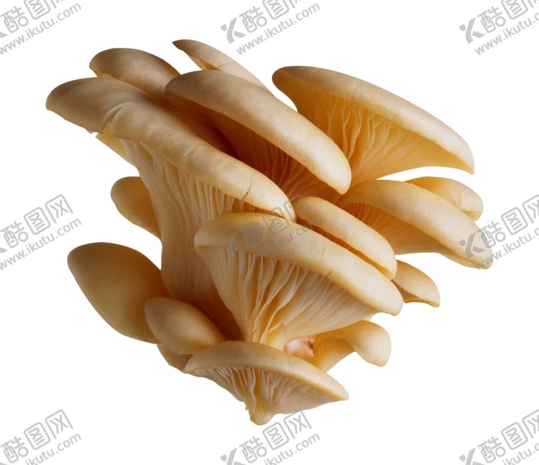 编号：37303507050050398320【酷图网】源文件下载-蘑菇