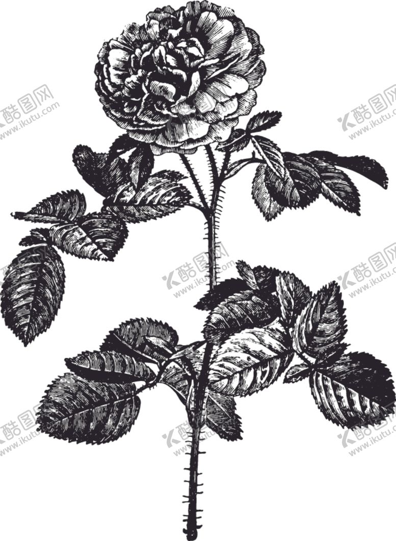 编号：80503907071506322719【酷图网】源文件下载-线描植物