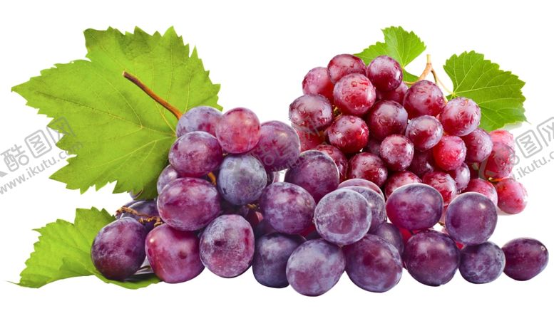 编号：30980411011414094396【酷图网】源文件下载-两串葡萄