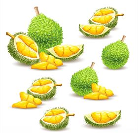 美味切开的榴莲矢量素材