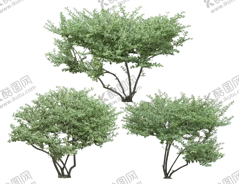 编号：28854706191113234425【酷图网】源文件下载-免扣植物素材图片