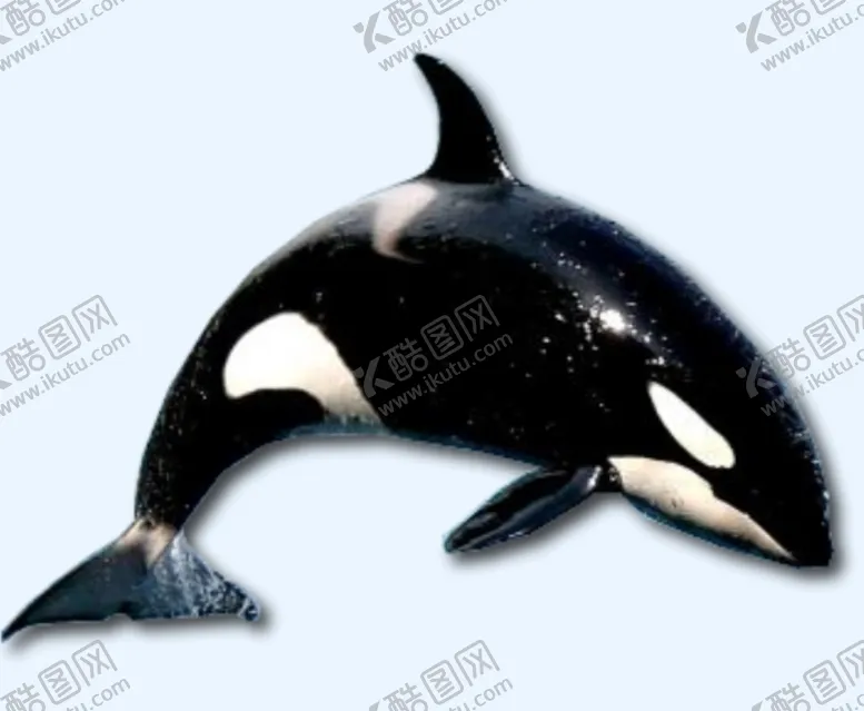 编号：76264201270105438171【酷图网】源文件下载-鲸鱼