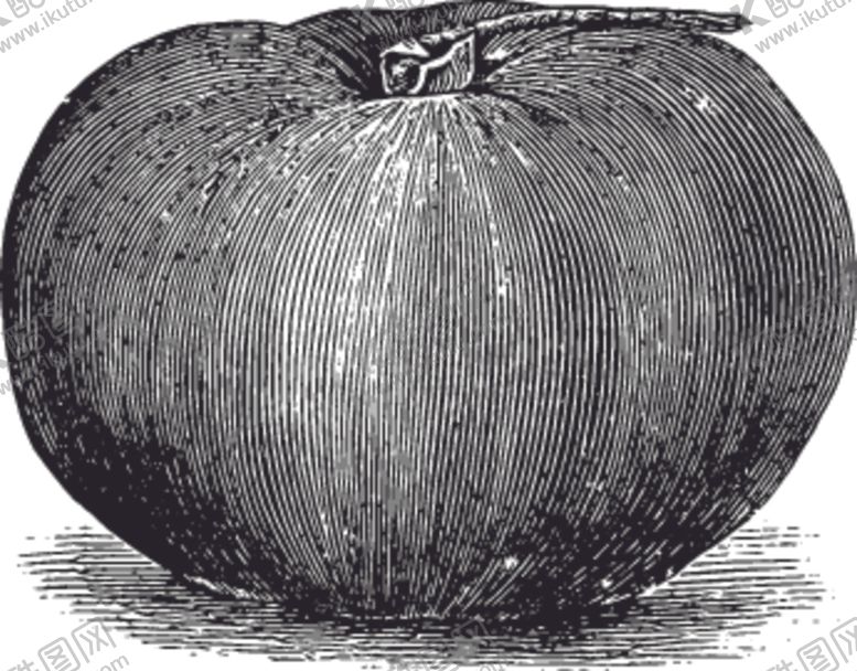 编号：91064810021023589765【酷图网】源文件下载-素描手绘蔬菜