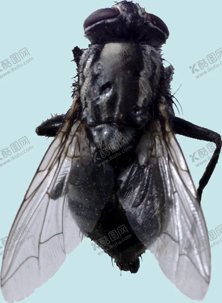 编号：51738411042018027196【酷图网】源文件下载-苍蝇