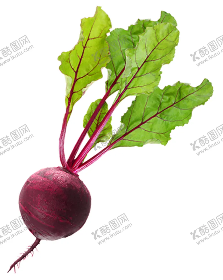 编号：41532206171842034464【酷图网】源文件下载-甜菜