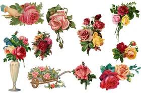 玫瑰植物插画花草水彩花卉