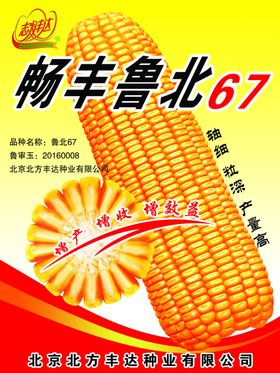 玉米海报