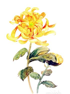 菊花装饰