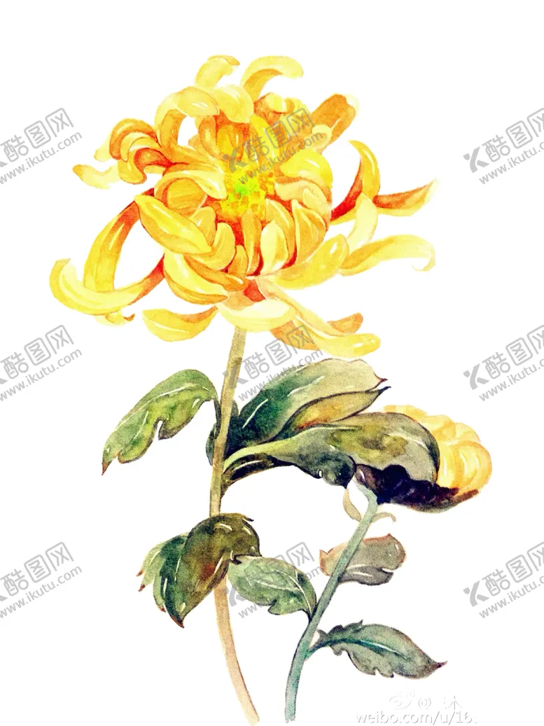 编号：42998204300241118593【酷图网】源文件下载-菊花装饰