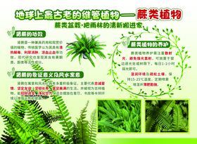 蕨类植物养护指南