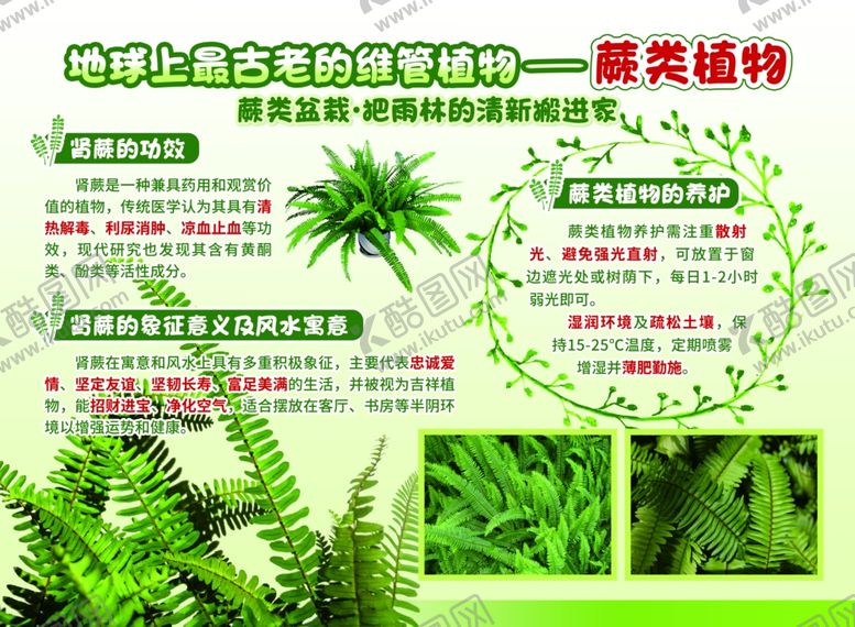 编号：97725611020744149452【酷图网】源文件下载-蕨类植物养护指南