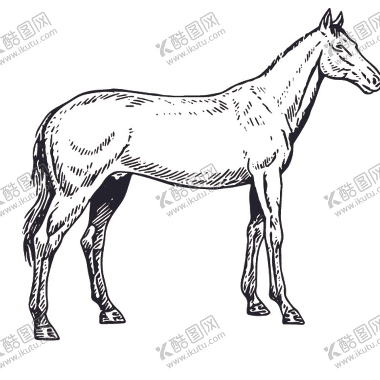 编号：67732207092020061315【酷图网】源文件下载-家禽动物线稿绘画图案