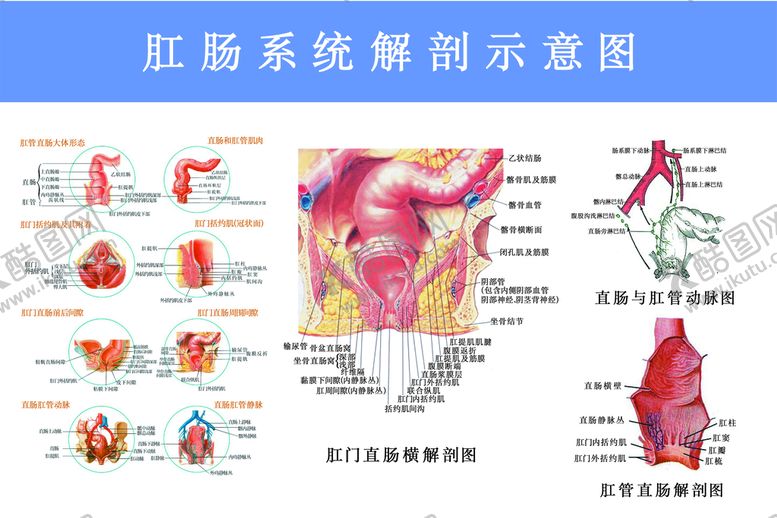 编号：69830209191233260158【酷图网】源文件下载-医院展板