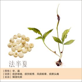 草本植物药材图片