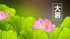 原创大暑荷花