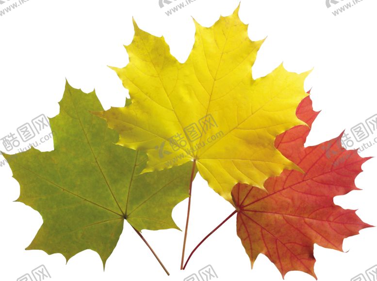 编号：75936909130606584156【酷图网】源文件下载-枫叶