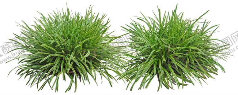 编号：77305109231218238595【酷图网】源文件下载-免扣植物素材图片