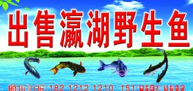 野生江鱼行