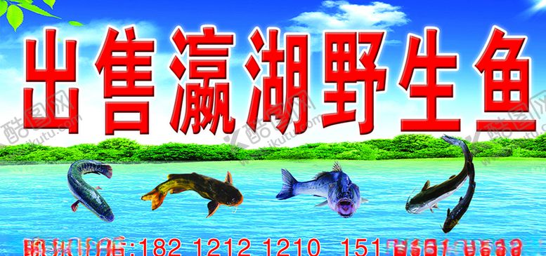 编号：76511710042222304329【酷图网】源文件下载-出售野生鱼