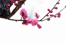 梅花