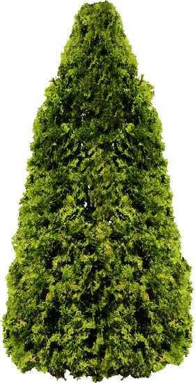 透明大树png素材