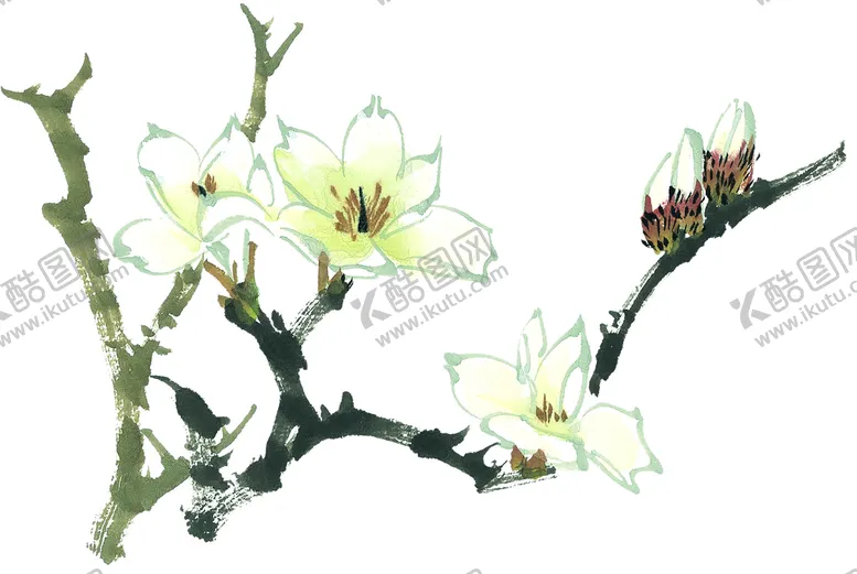 编号：72206411170909004343【酷图网】源文件下载-玉兰花