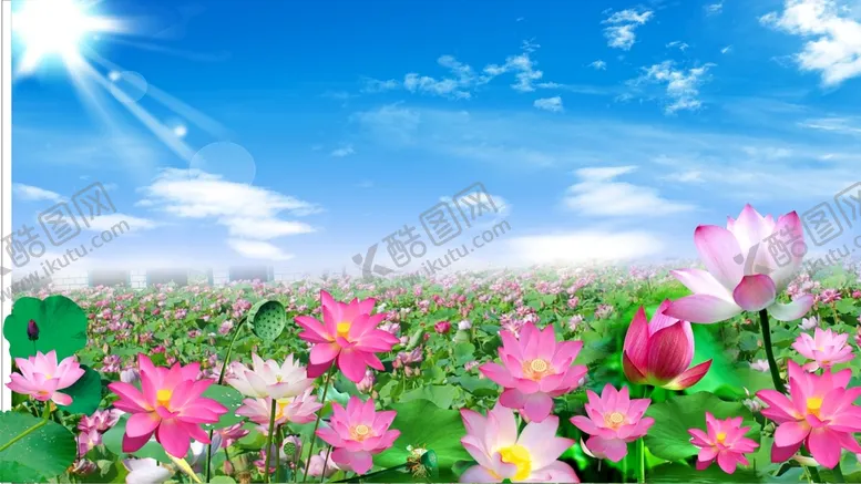 编号：95889601270450514546【酷图网】源文件下载-荷花
