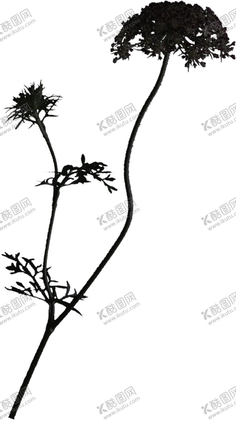 编号：51137512111320548829【酷图网】源文件下载-绿叶植物图片