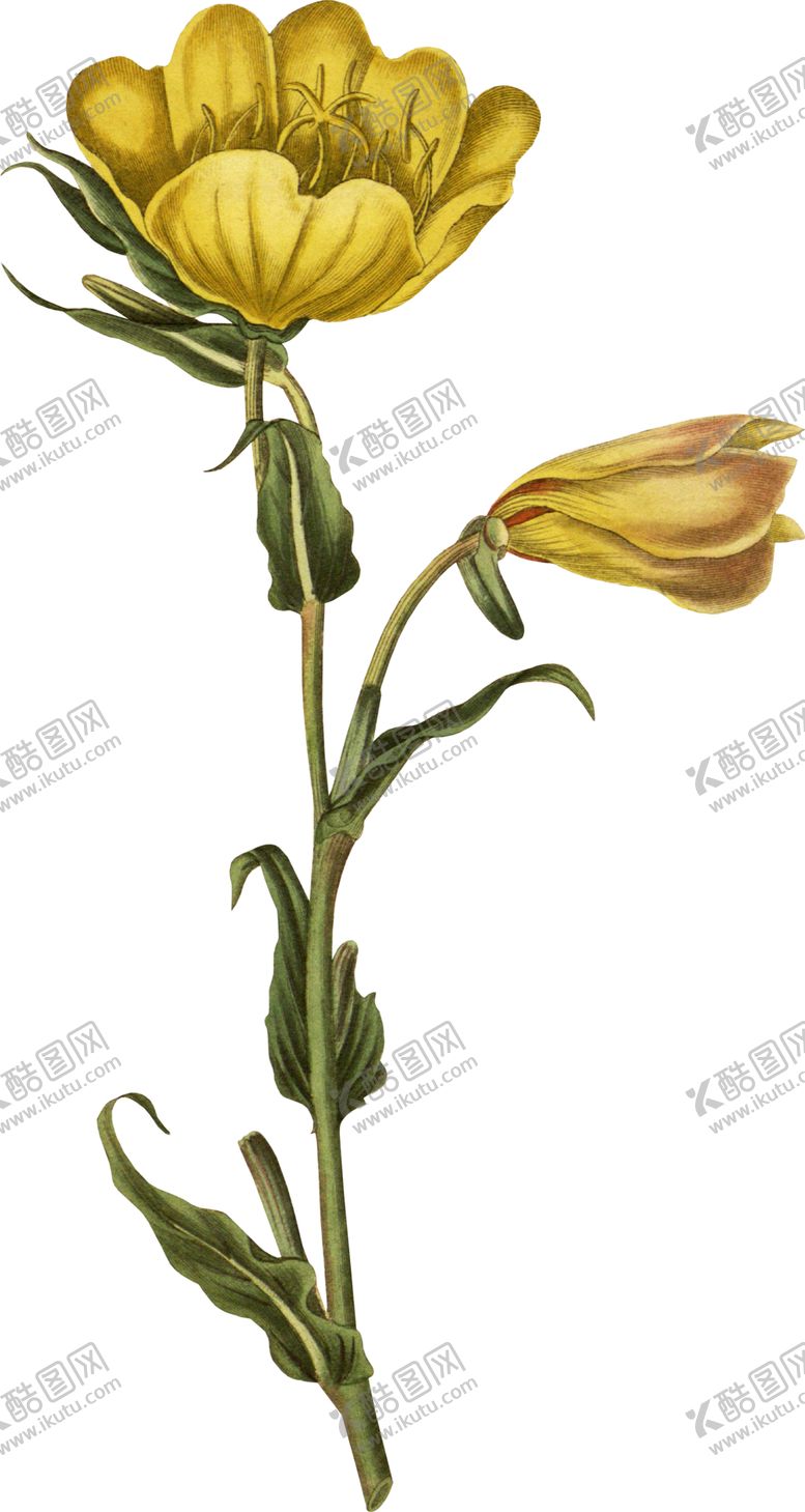 编号：76079712081336173968【酷图网】源文件下载-鲜花花朵植物         